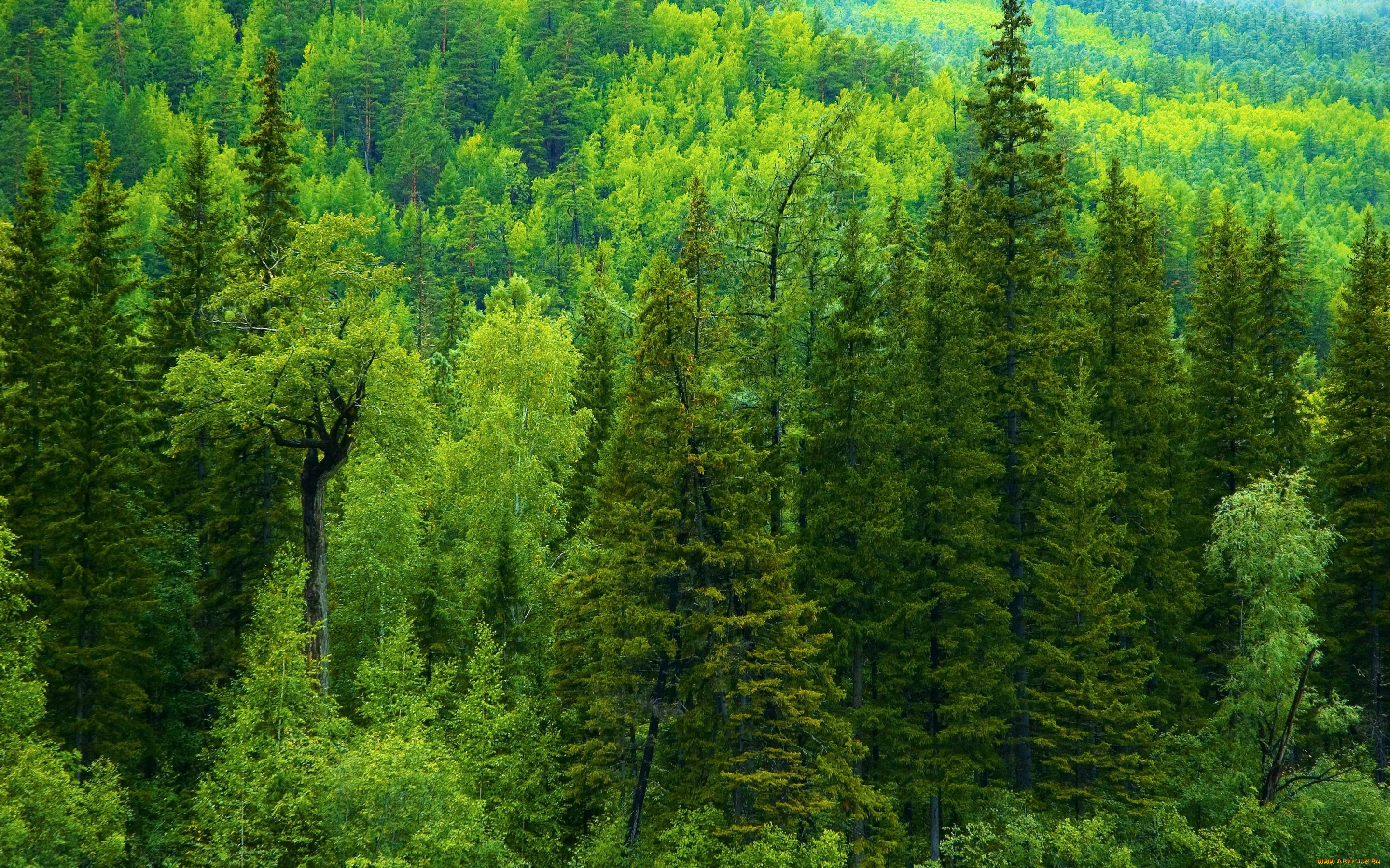 Фото и картинки леса и